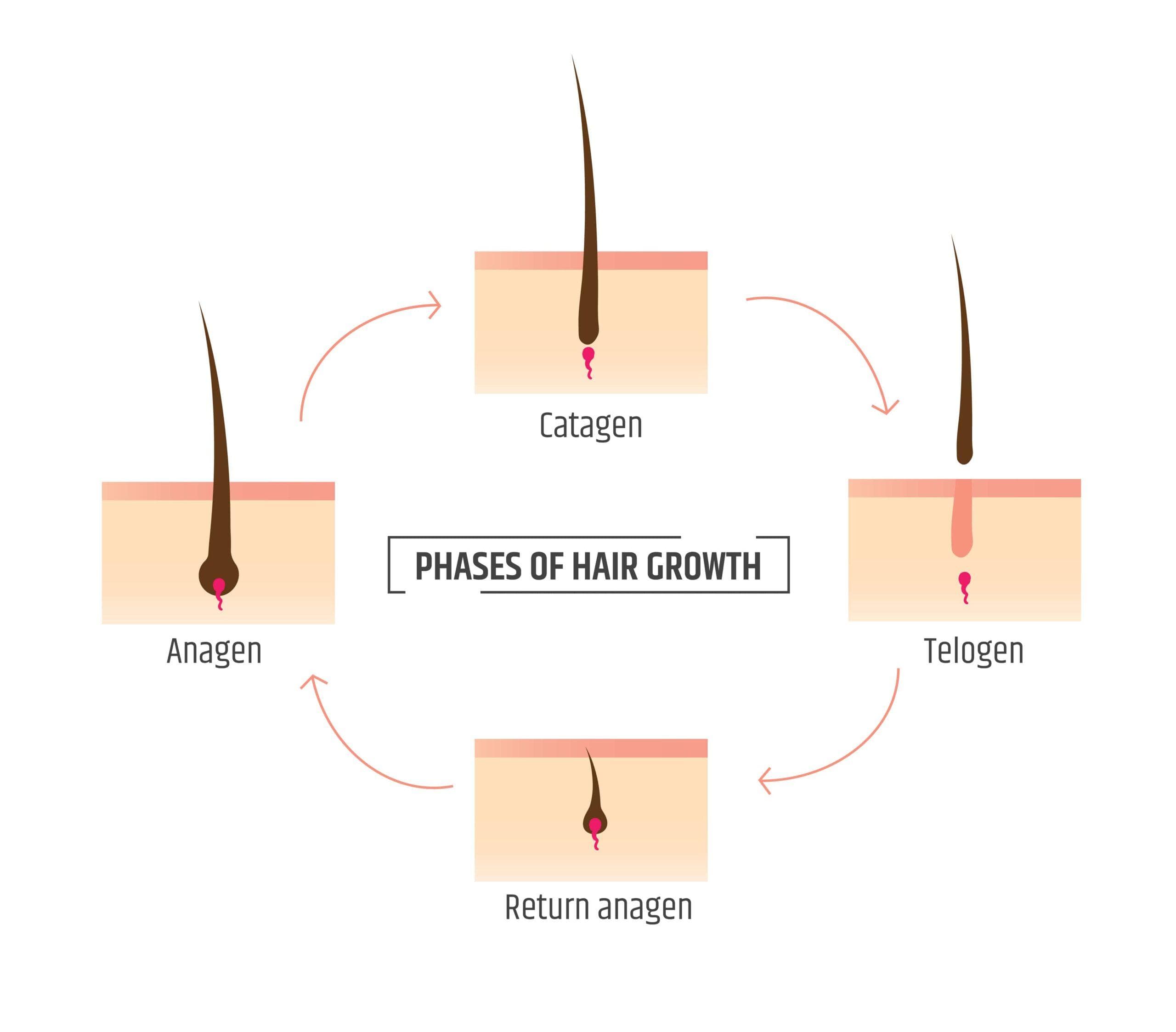 Diagram of Hair Growth Stages