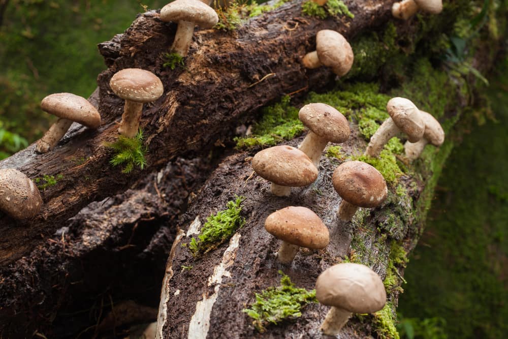 Growing mushrooms from an old tree