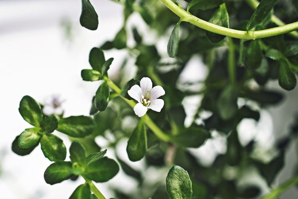 Bacopa Aerial Extract