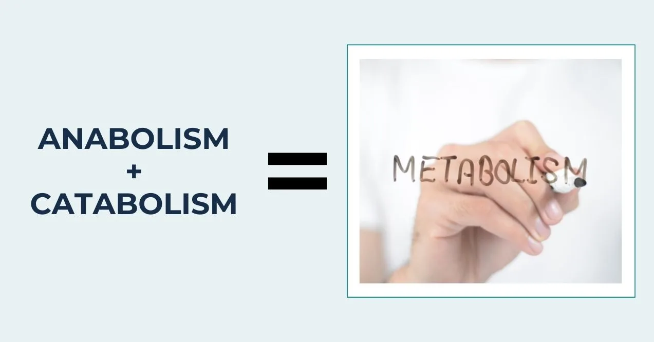 Metabolism concept. Anabolism plus catabolism is equal metabolism illustration