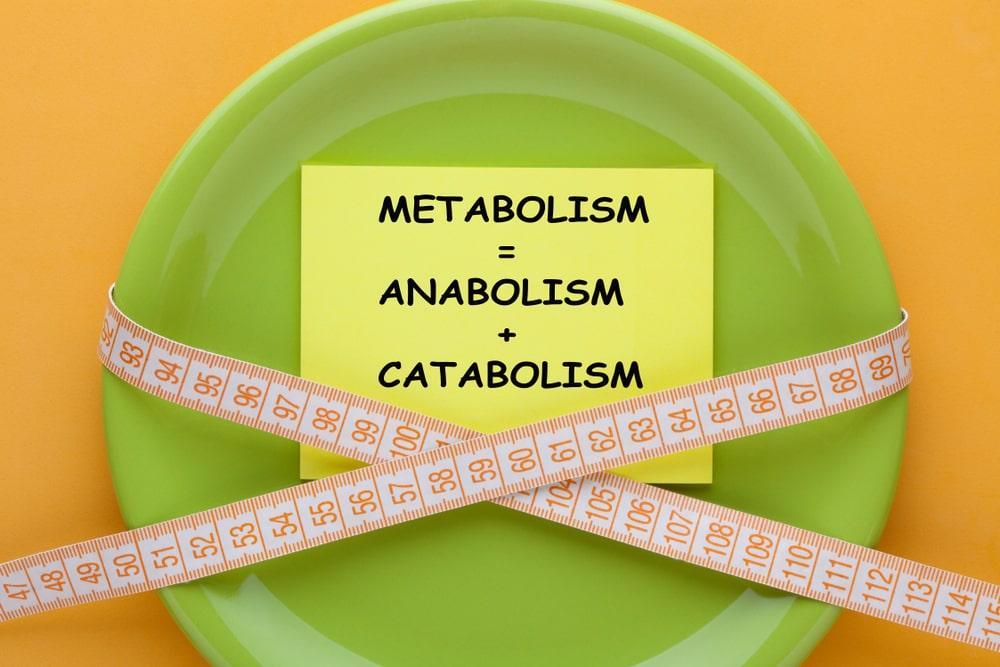 Metabolism Concept Diagram on Note in Plate With Measuring Tape