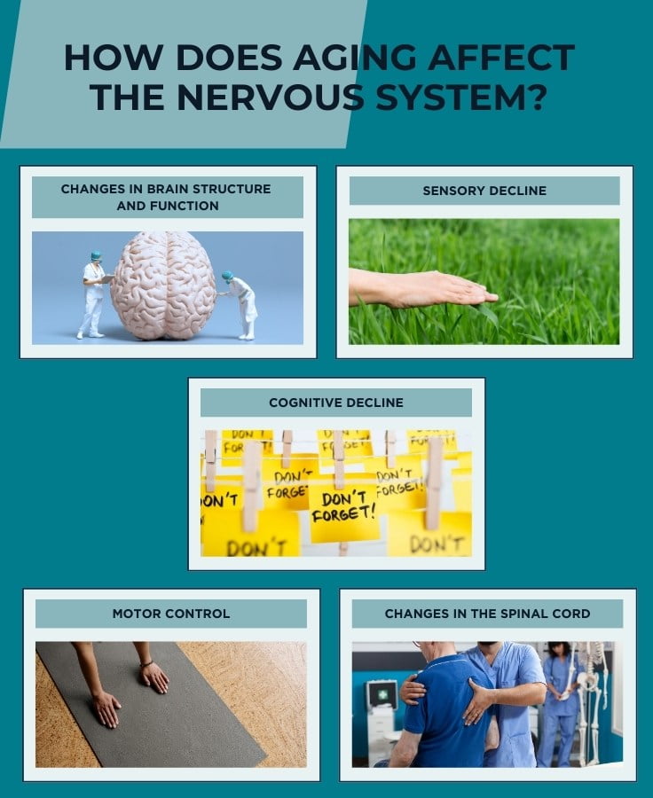 illustration of five things that decline with age in terms of nervous system