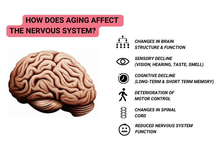 How does aging affect the nervous system?