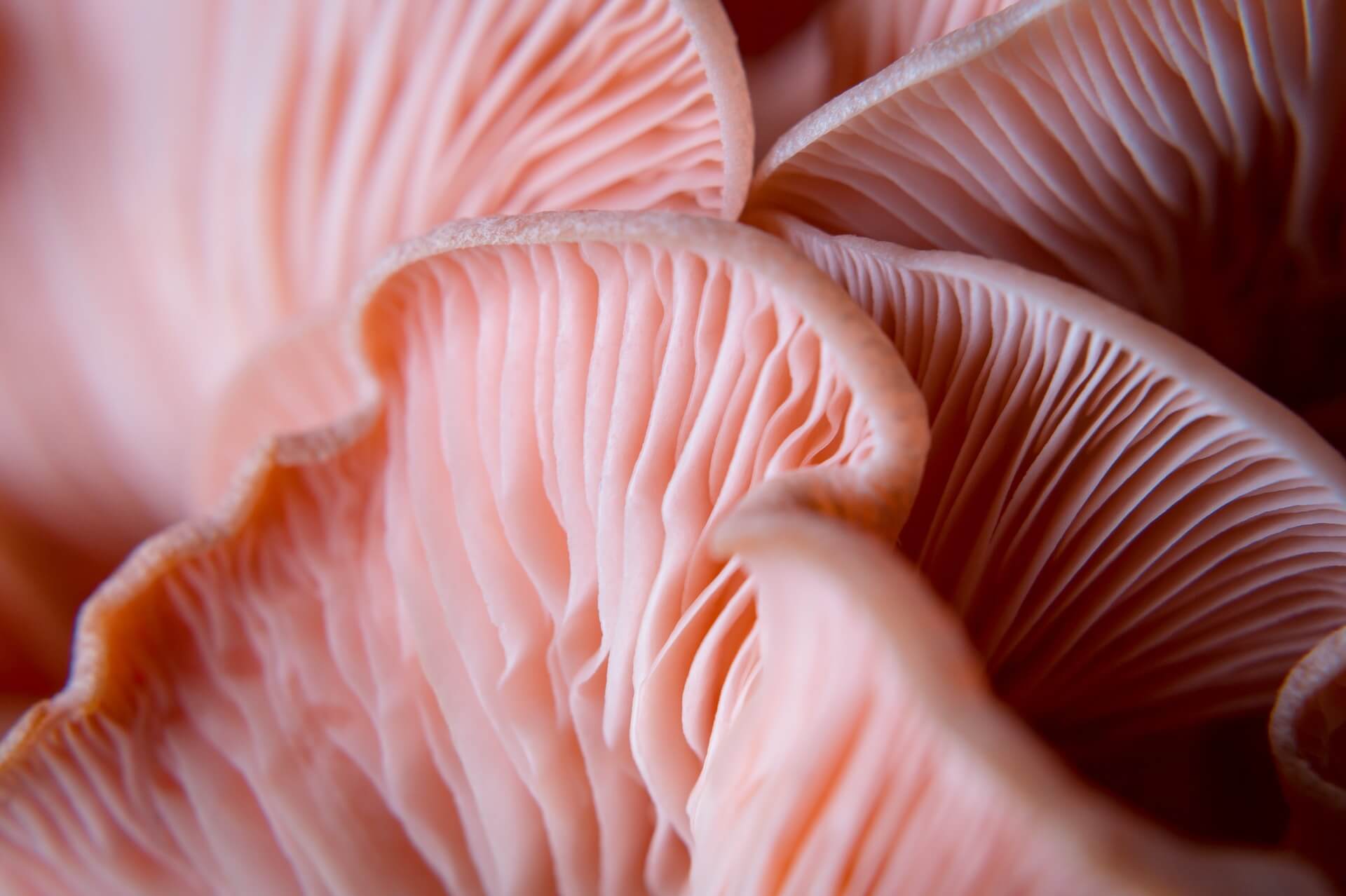 pink mushroom zoomed in