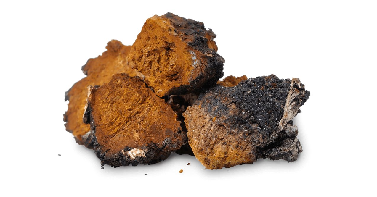 Chaga Mushroom