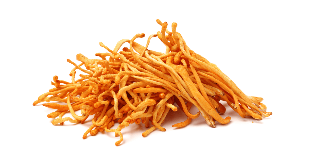 Cordyceps Mushroom 