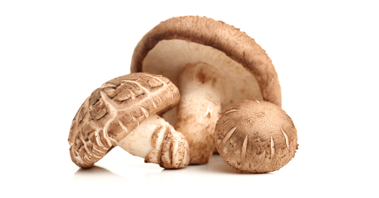 Shiitake Mushroom