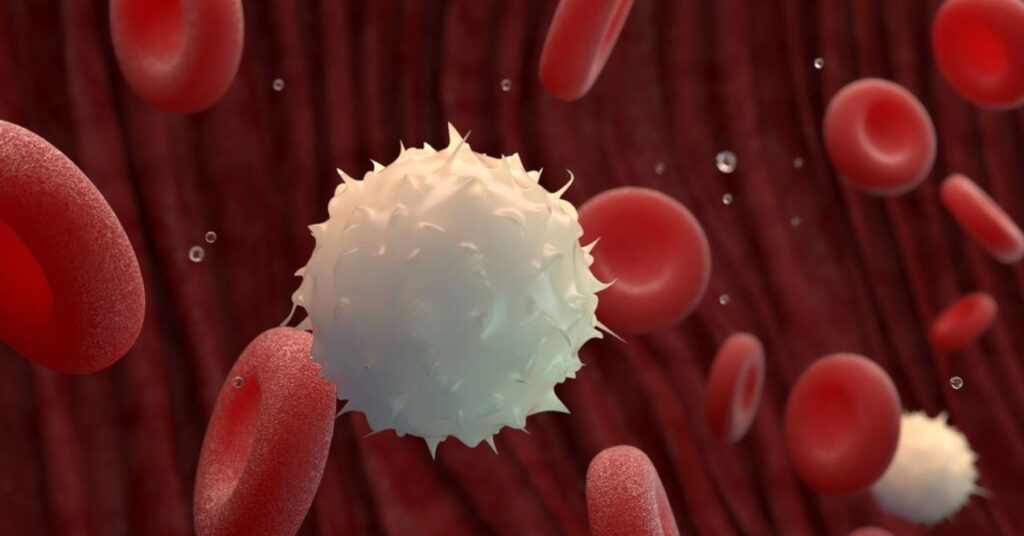 Red and White Blood Cells Travelling in a Vein