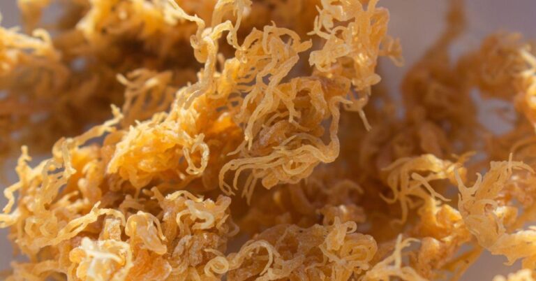 Does Sea Moss Increase Libido? | PureHealth Research
