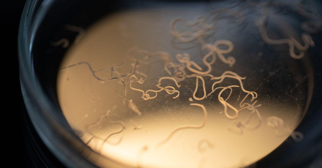 A Close up of a Magnifying Glass Containing Parasites
