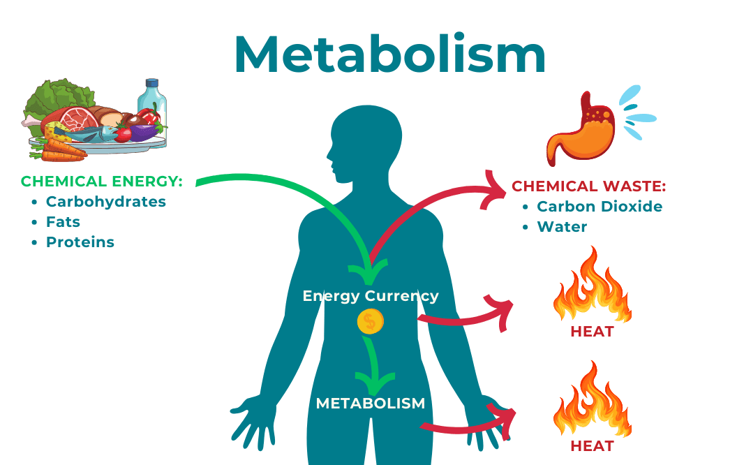 A Diagram of Factors Influencing Metabolism