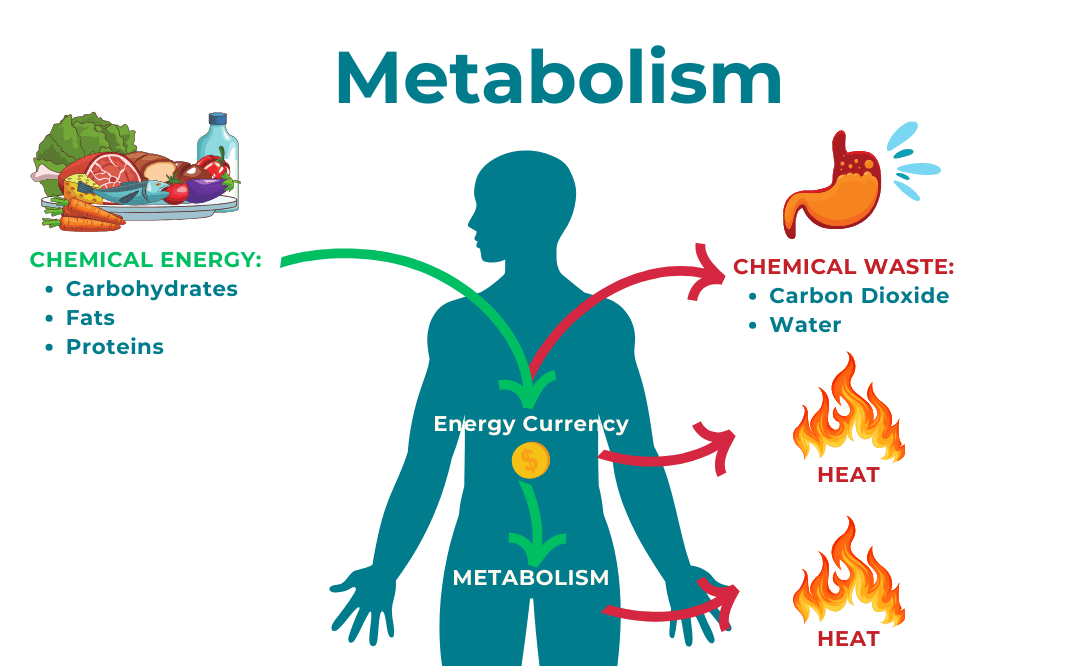 A Diagram of Factors Influencing Metabolism