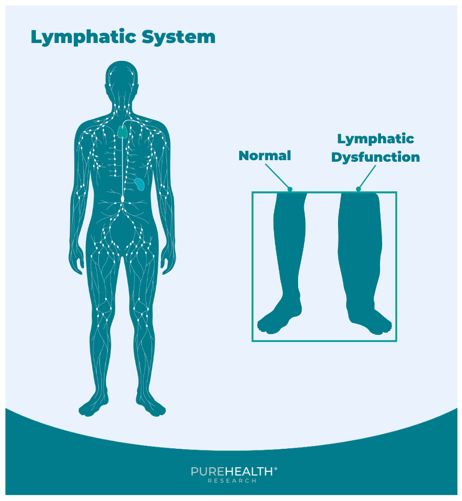 Visual by PureHealth Research on Lymphatic System