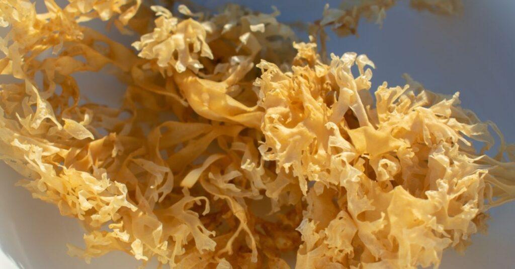 Zoomed in Golden Irish Sea Moss