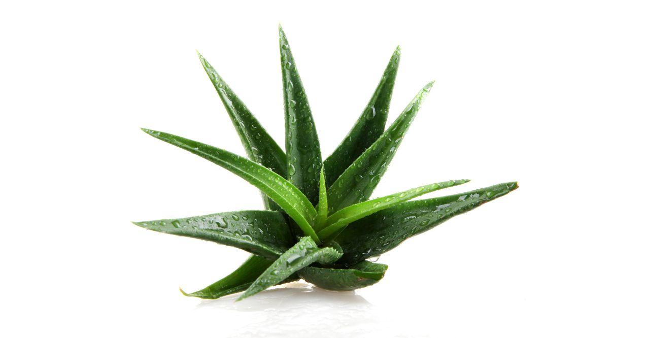 Aloe Vera in white background