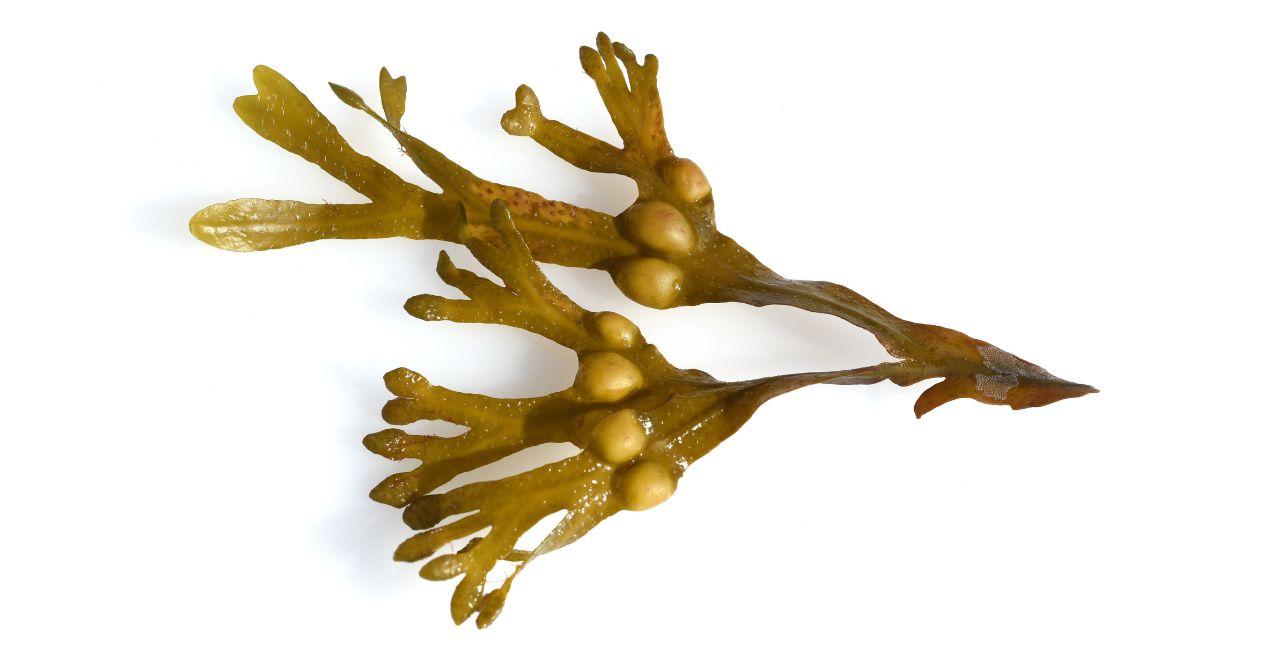 Bladderwrack in white background