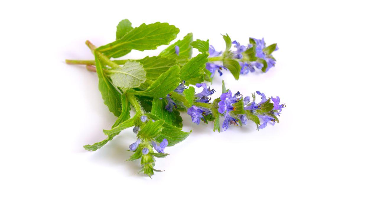 Bugleweed in white image