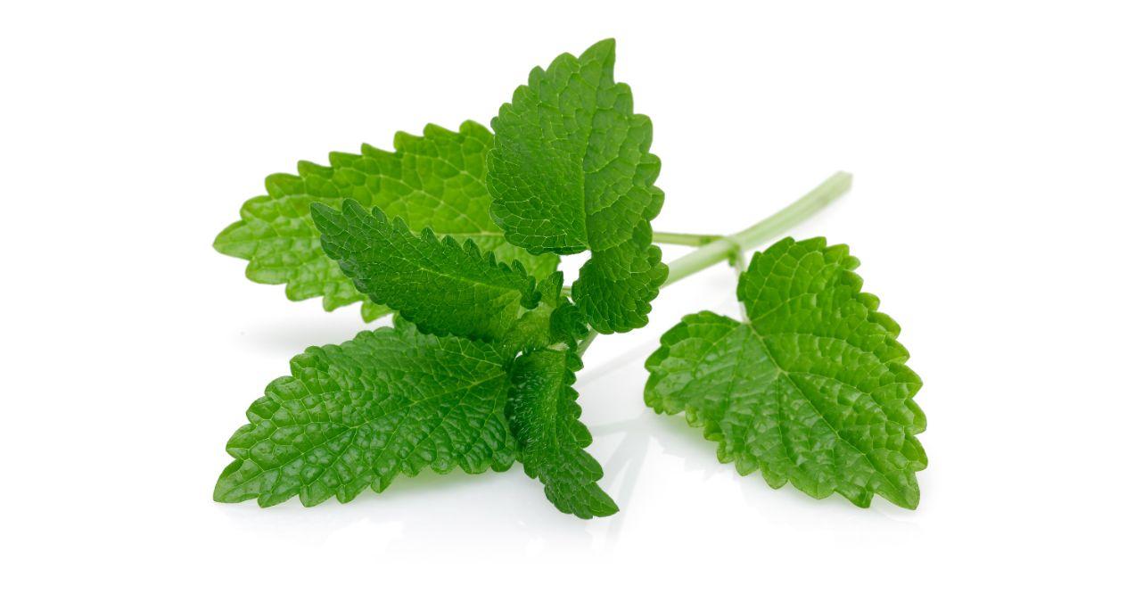 Lemon Balm in white background