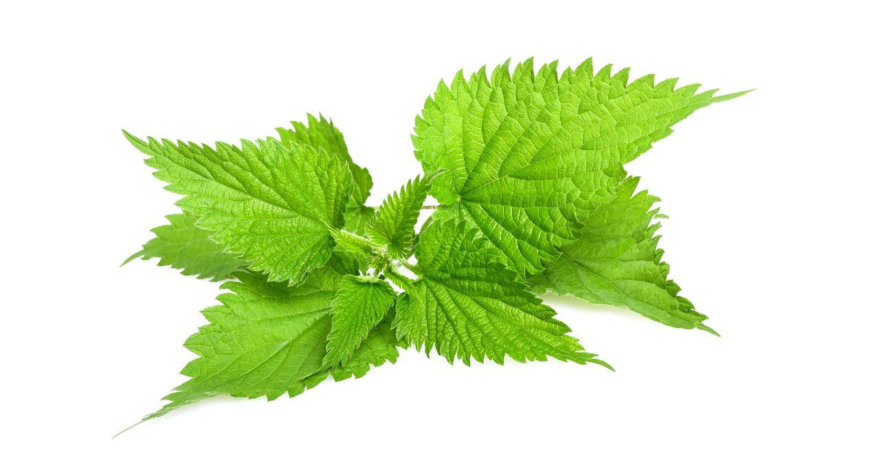 Nettle in white image