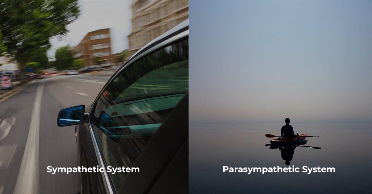 Two sides one with speeding car illustrating sympathetic system and another site with still water and canoe illustrating parasympathetic nervous system