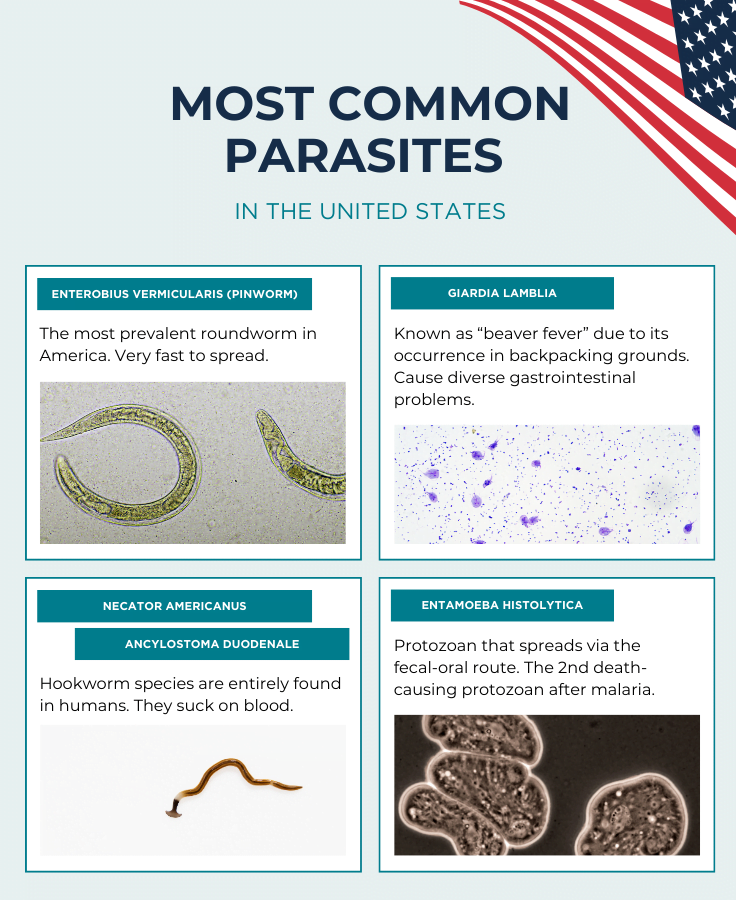 Infographic showing the most common parasites in the US that include pinworm, hookworms, protozoan, and beaver fever giardia lamblia