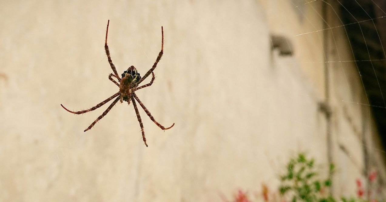 spider hanging on spider web as a metaphor for spider legs