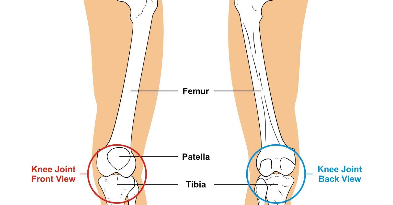 Knee Joint - Front and Back View - Bones (Femur, Tibia, Fibula)