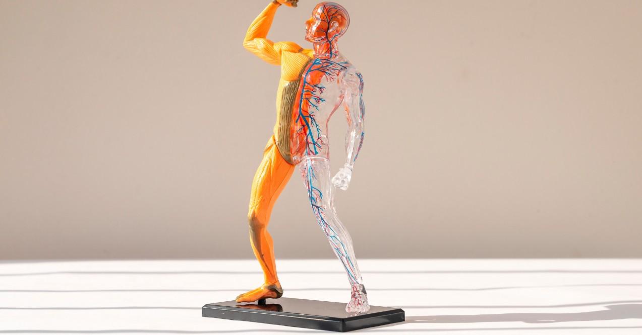 3D Human Model Body Figurine Without Skin