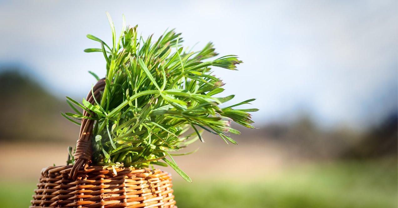 Galium Aparine Cleavers in a Wooden Basket