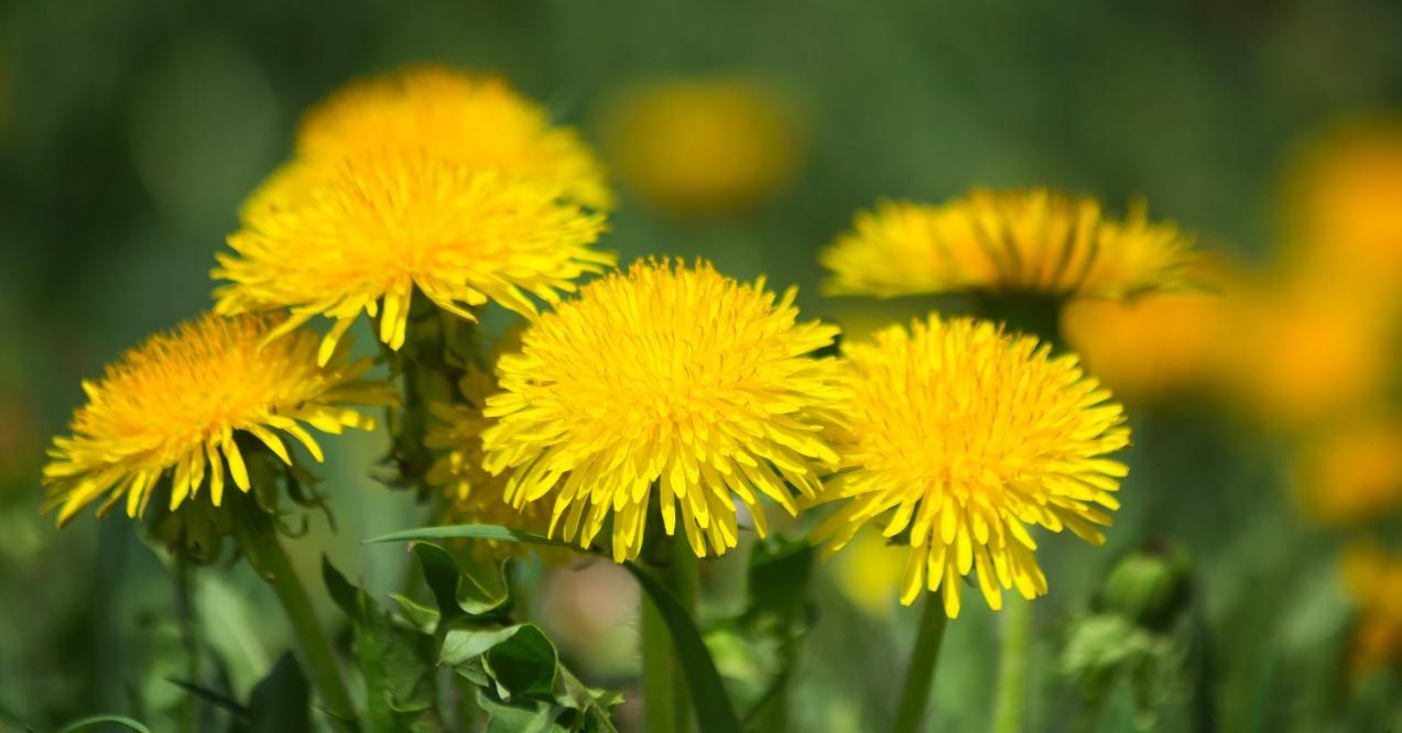 Group of Dandelions Blooming in the Spring