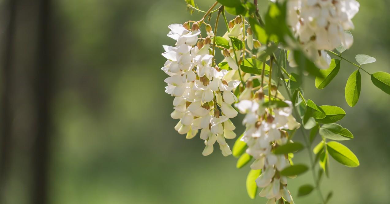 Blooming Sophora Japonica in Spring