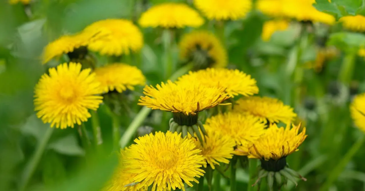 Bright yellow dandelion flowers growing in a lush green meadow that has the qualities of one of the best herbs for bone health.
