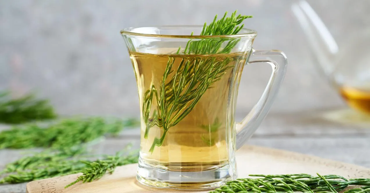A glass mug of horsetail tea with a fresh sprig of horsetail herb.