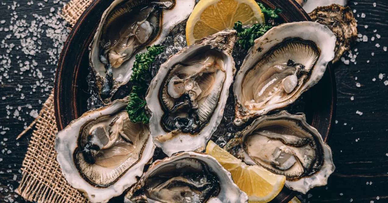 Raw Atlantic oysters on a dark wooden background in ice with lemon