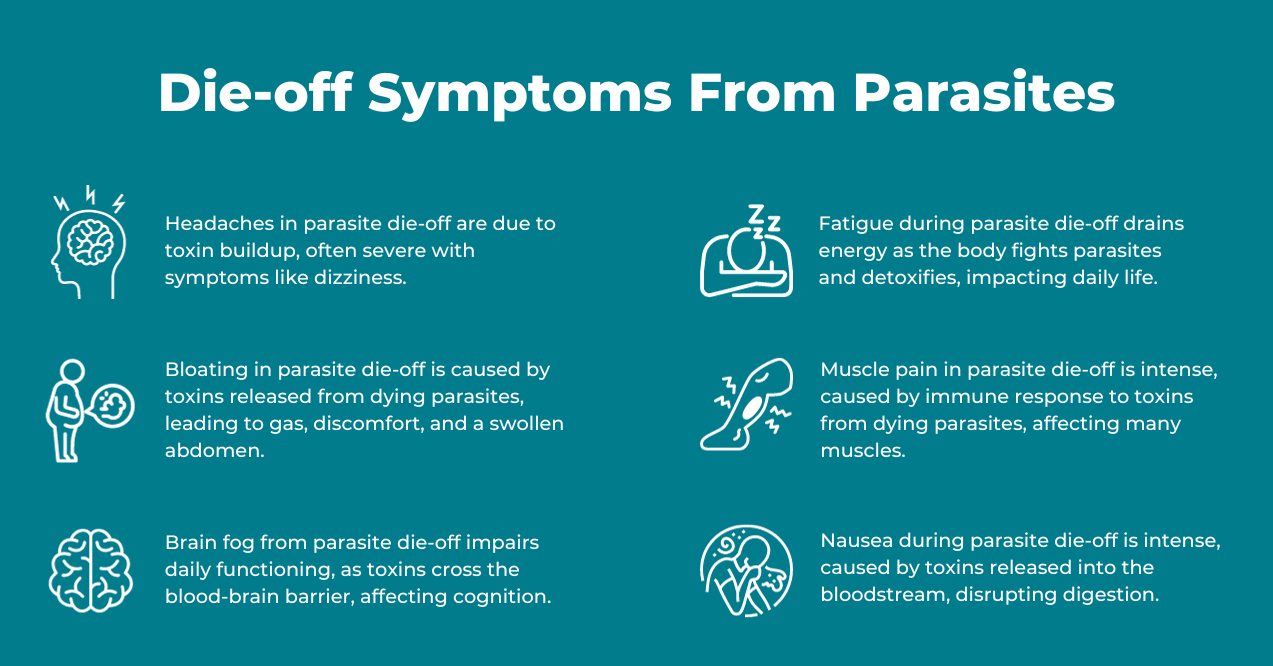 infographic of 6 parasite die-off symptoms 