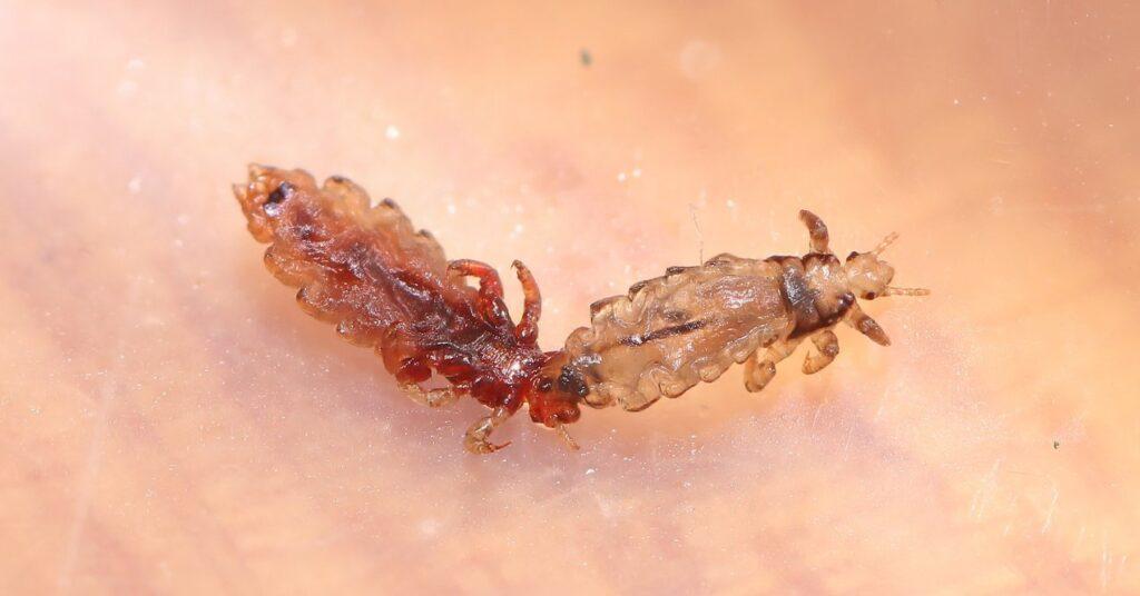 Lice - one of ectoparasites