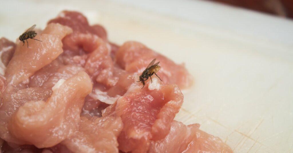 Flies around raw meat whom can potentially spread parasites