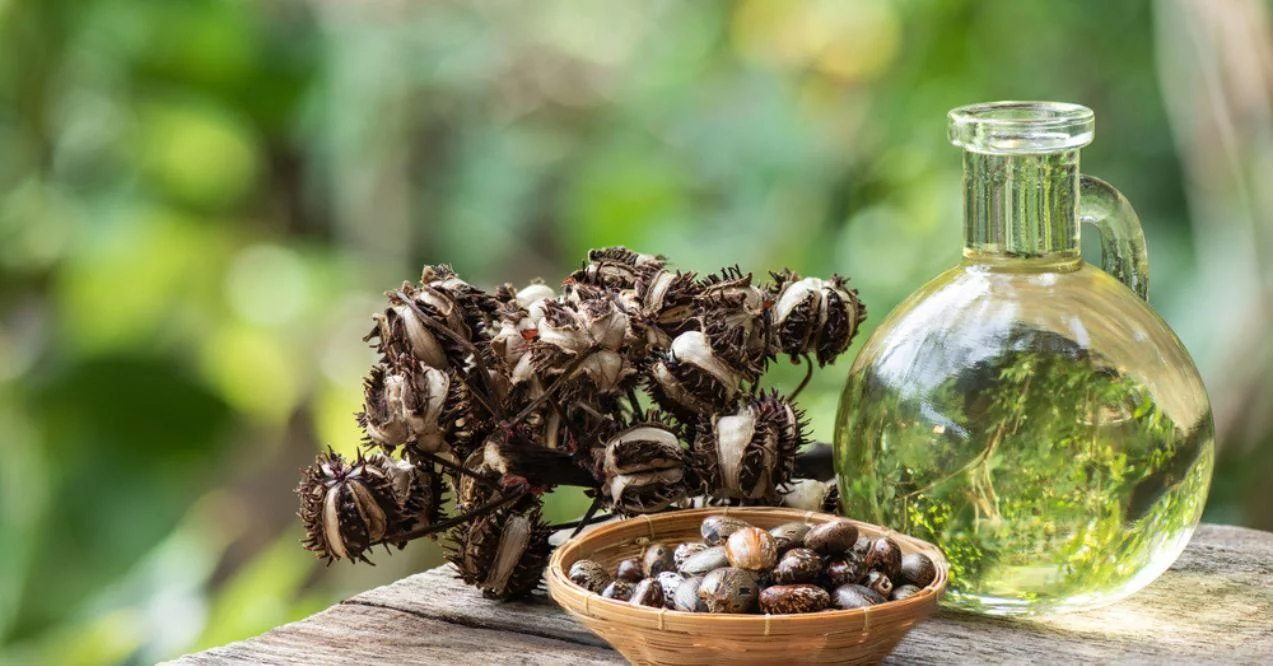 Castor seeds and oil on nature background