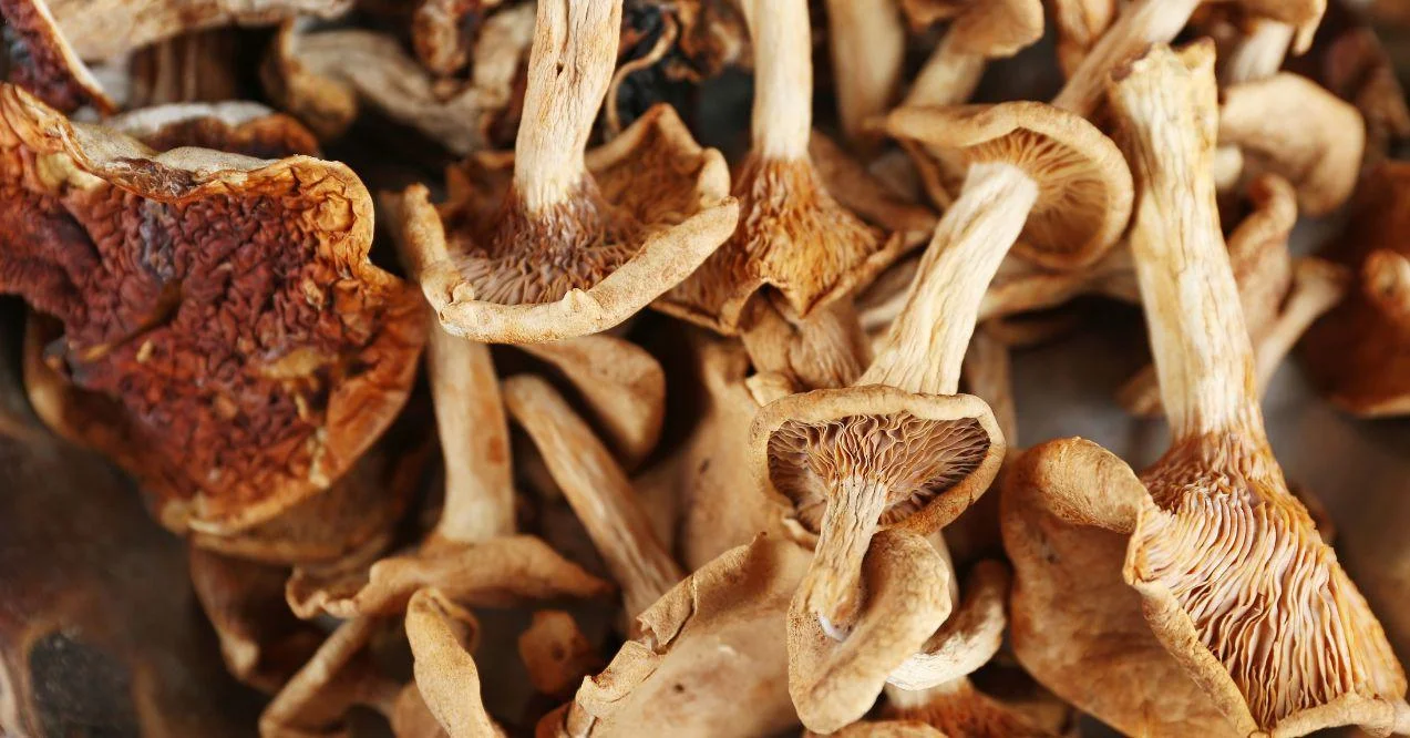 dried mushrooms