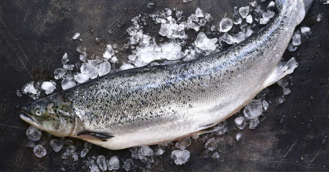 Raw fresh organic salmon on ice on a dark slate