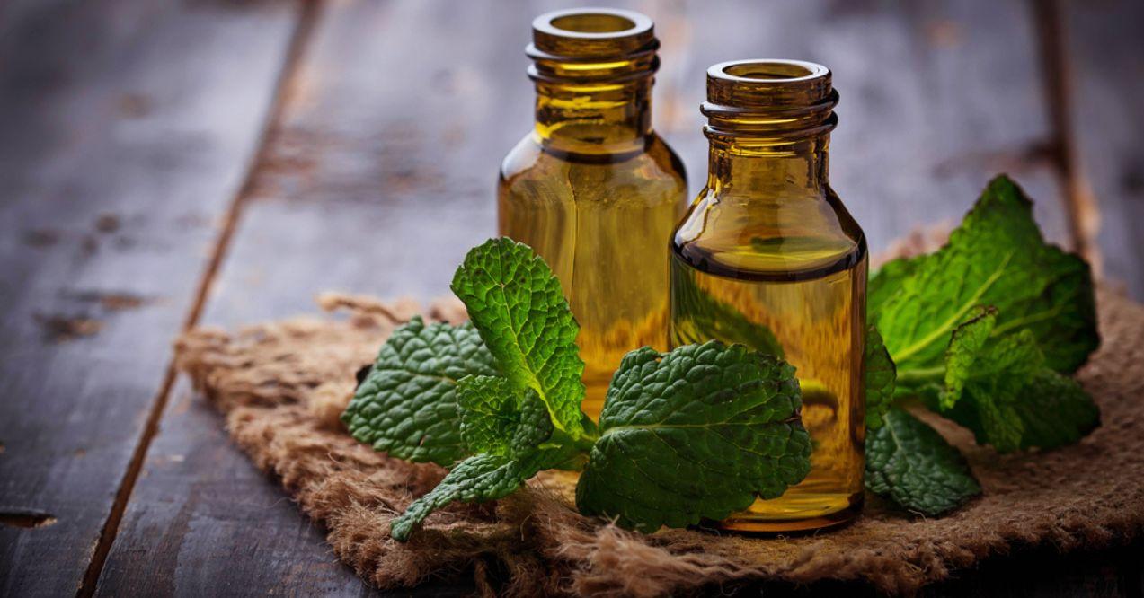 Mint oil in small bottles and fresh mint