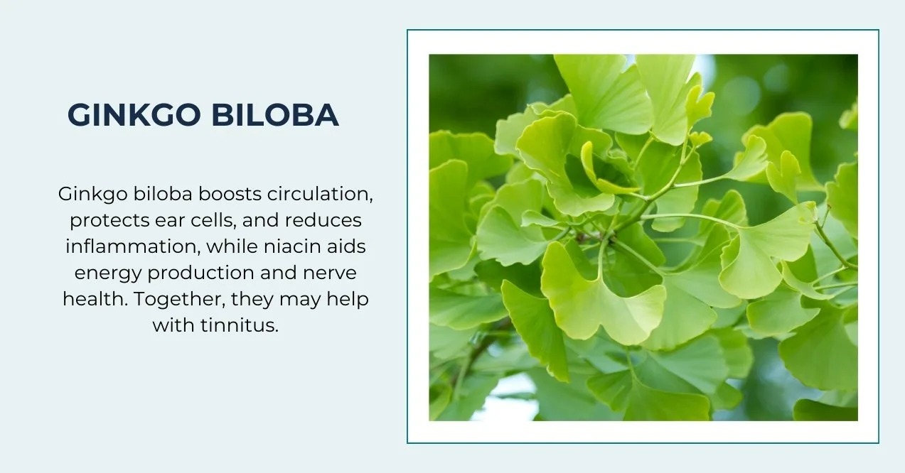 Illustration of ginkgo biloba on the right and supporting text on the left