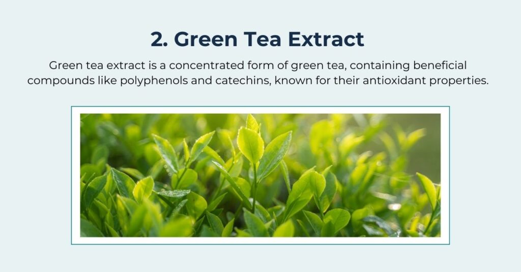 Illustration of green tea extract