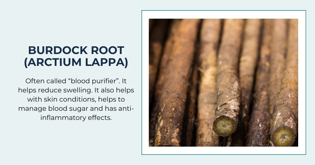 illustration showing burdock root and its benefits