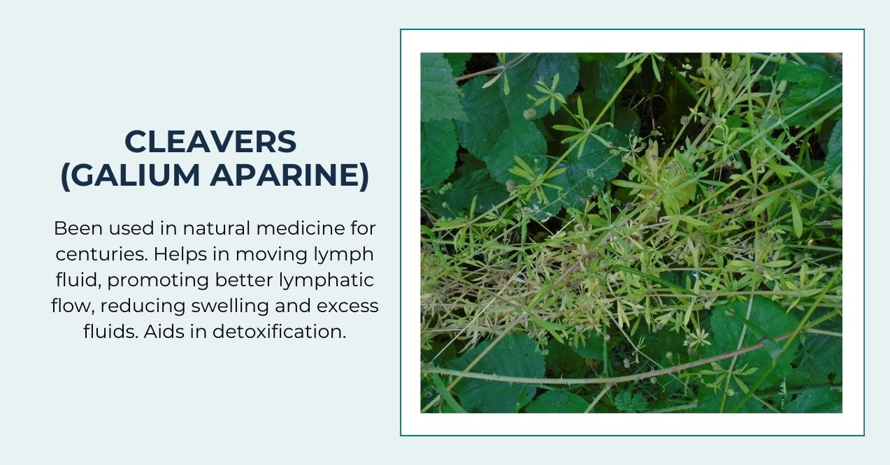 illustration showing cleavers and its benefits