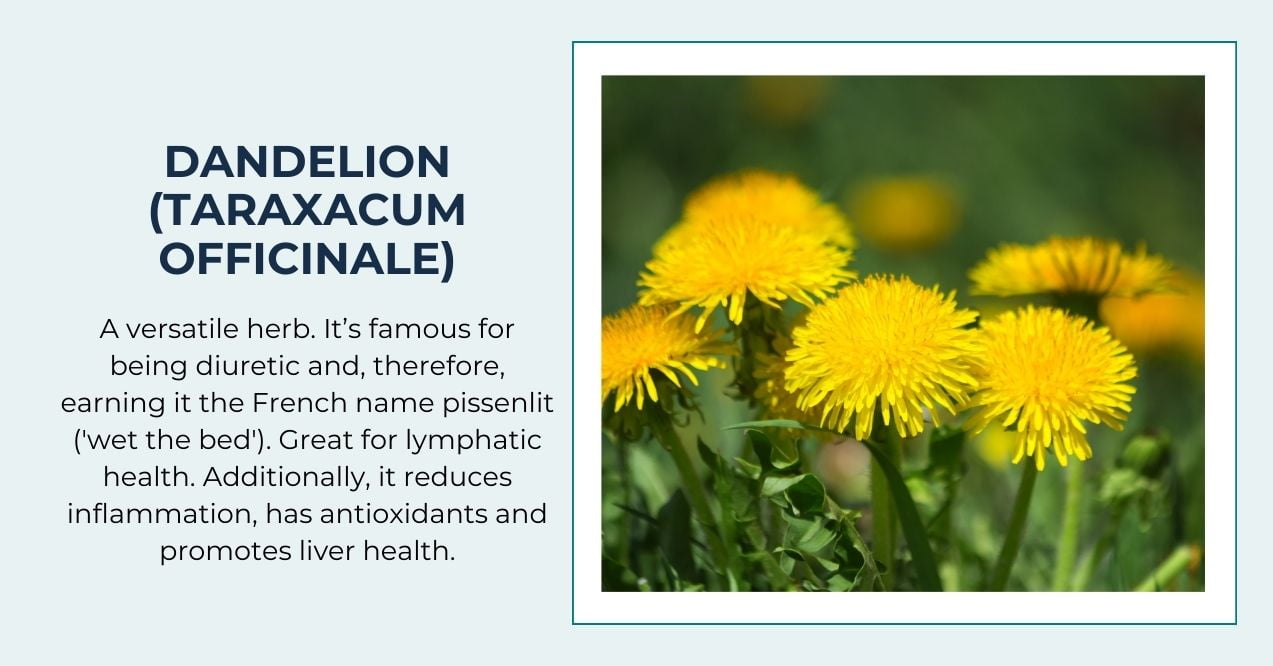 illustration showing dandelion and its benefits