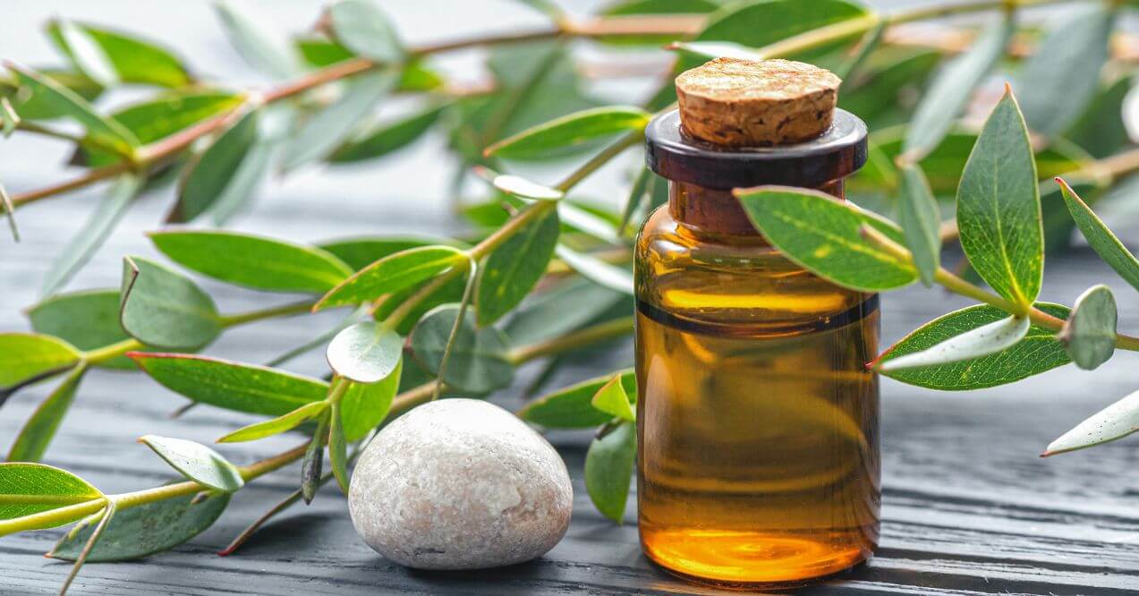 mber bottle of camphor and eucalyptus oil blend with fresh eucalyptus branches and a white stone.