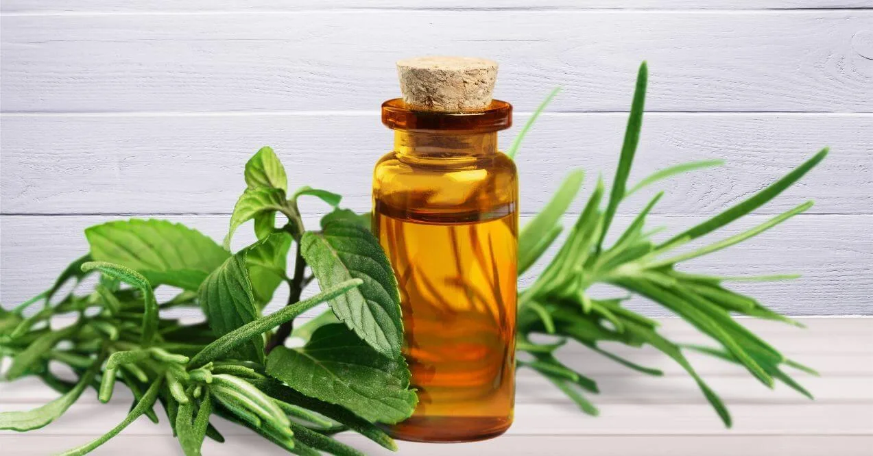 Amber bottle of tea tree oil placed next to fresh tea tree leaves on a white wooden background.