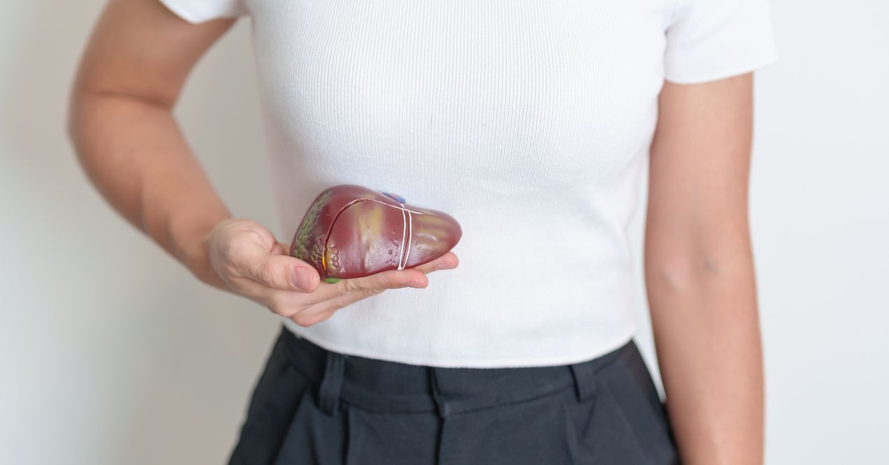 Woman holding human Liver anatomy model.