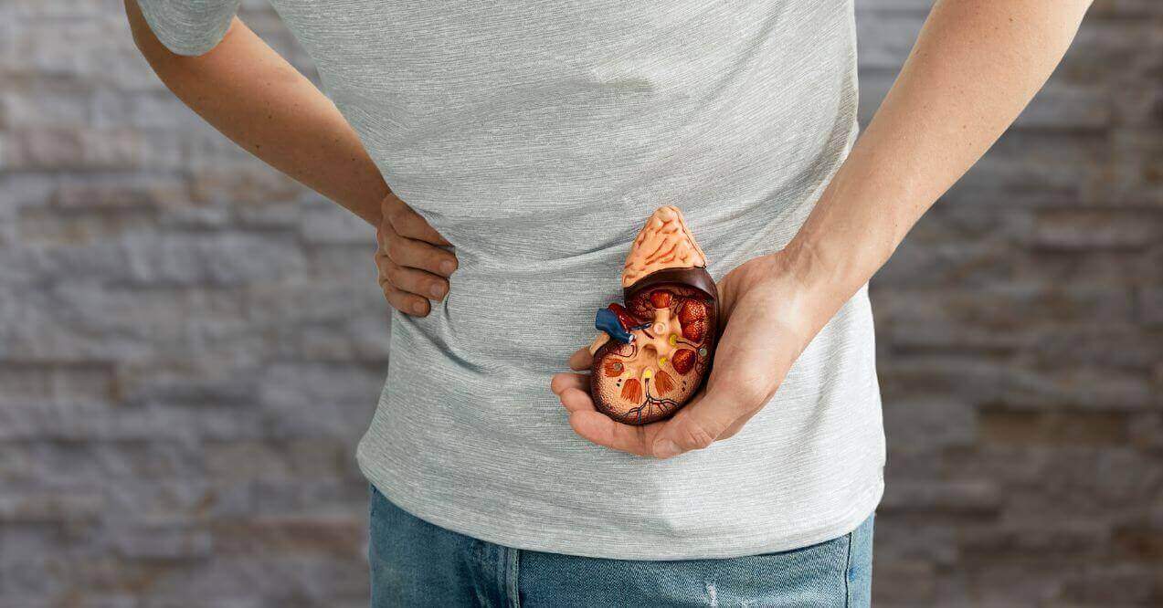 man holding a kidney model and resting his hand on his side experiencing kidney pain.